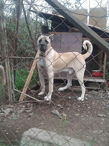 İtlər: Kanqal — 22