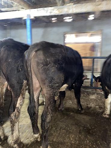 Коровы, быки: Продаю | Бык (самец) | На откорм | Привязанные — 7