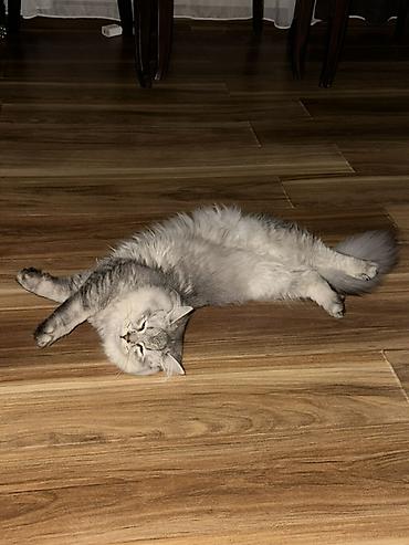 сибирский кот: Ищем невесту сибирскую — 4