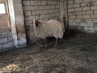 Mal-qara: Damazli qoc bir yas yarimliq — 3