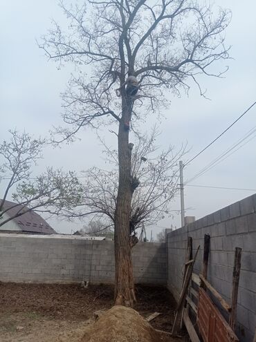 Другие услуги: Услуги арбориста обследование дерева и экспертная оценка его — 7