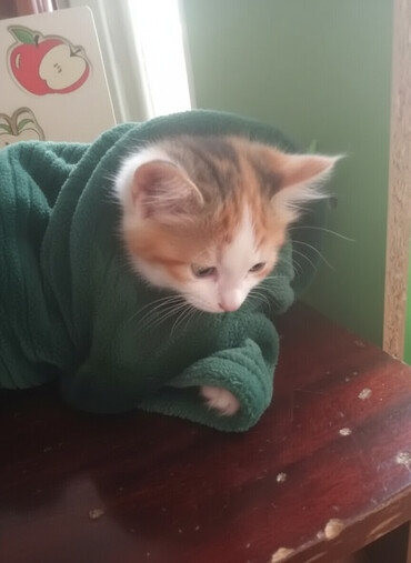 Pişiklər: Britan, Dişi, Yaxşı əllərə, Ünvandan götürmə, Pulsuz çatdırılma, Ödənişli çatdırılma -da lalafo.az — 1 Pişiklər: Britan, Dişi, Yaxşı əllərə, Ünvandan götürmə, Pulsuz çatdırılma, Ödənişli çatdırılma — 1