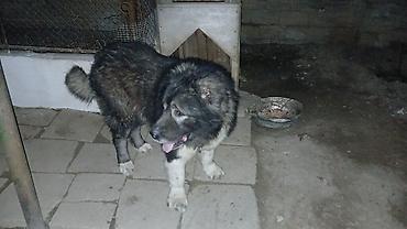 Qafqaz çoban iti lalafo.az -da Qafqaz çoban iti