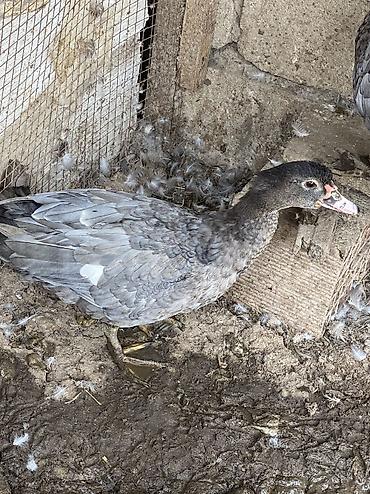 quş adları: Macar kül rəngi lal ördəklər tam sağlamdılar 7 aylıqdılar — 3