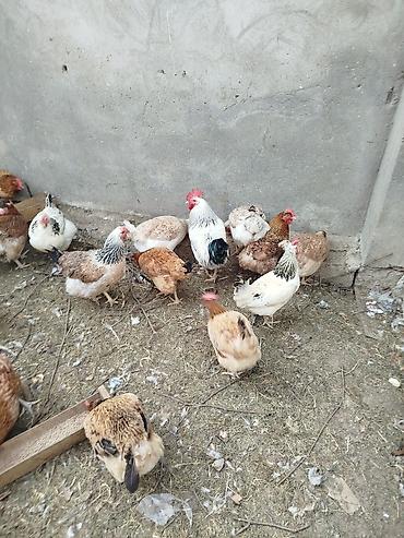 gence toyuqlar: Toyuq, Yumurtalıq — 5