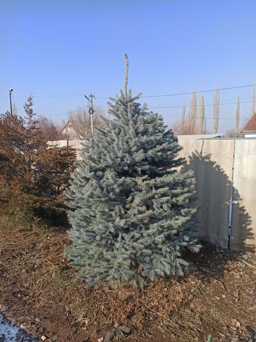 Декоративные деревья: Саженцы деревьев: Ели — 16