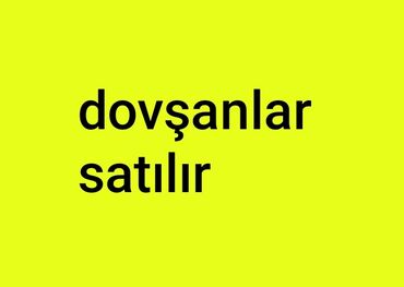 собачий рынок в баку: Karlik,kaliforniya və yerli dovşan satılır