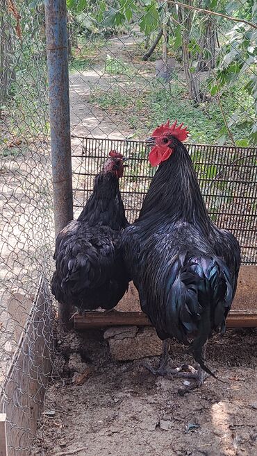 Toyuqlar: Toyuq, Australorp, Damazlıq, Pulsuz çatdırılma — 8