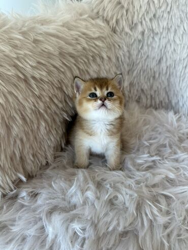 Pişiklər: Britan, Dişi, Ünvandan götürmə — 3