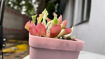 Кактусы: В наличии ❗️‼️ Самые необычные цветы😍как будто с другой планеты 🪐 — 9