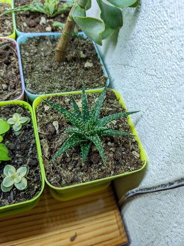 Otaq bitkiləri: Sukkulentlər. Sağlam və dözümlü bitkilərdi. Uzun müddət susuz qala — 22