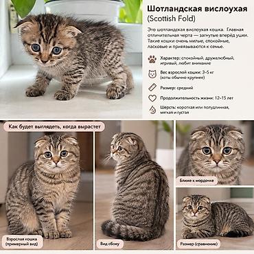 Продажа кошек: Скотиш Фолд (Шотландская вислоухая), 1 месяц, Девочка, Серебристая шиншилла, Приучена к лотку — 1