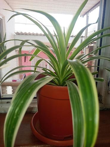 sakura agaci satisi: Xlorofitum (Spider Plant) – zolaqlı dekorativ otaq bitkisi tam — 1