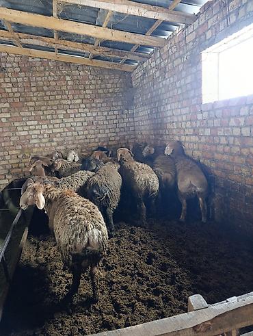 Баран, овца: Продаю | Баран (самец) | Арашан | Для разведения | Племенные — 4