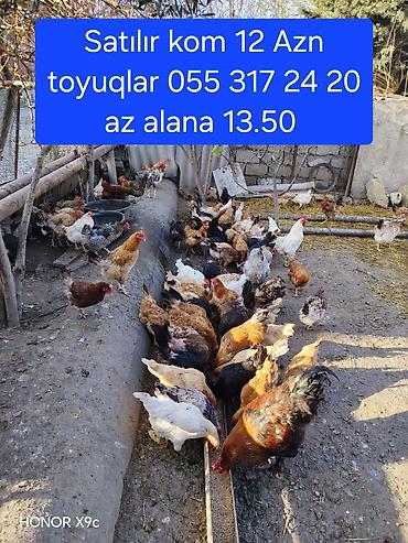 heyvan seksi.com: Unvan qaracuxur hamisi saglamdilar yumurtalayirlar xoruzlar 20 — 1