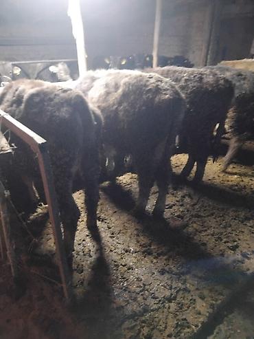 Коровы, быки: Продаю | Бык (самец) | Полукровка | На откорм | Привязанные — 27