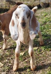 домик для животных: Сатам | Теке (эркек), Улак | Битал | Көбөйтүү үчүн | Асыл тукумдуу