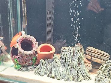 akvarium qiymetleri: Dördbucaq akvarium, Balıqlarla birlikdə, 180 l, Ünvandan götürmə — 2