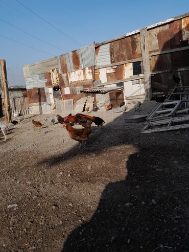 Xoruzlar: Məhsul: Xoruz (yerli döyüş/əsilzadı tipli) Təsvir: - Uzun bədənli — 10