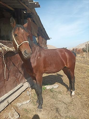 Продам с/х животных: Продаю | Жеребец | Рабочий — 2