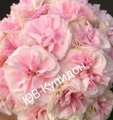 Герани и пеларгонии: Пеларгонии (герань зональная) — сортовые кустики в горшках — 14