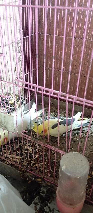 teze bazar it satisi: Salam cep karella satılır cutdu bala verib — 3
