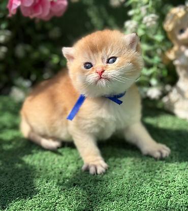 Pişiklər: Britan — 2