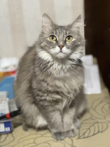 Кошки: Котенок 3 месяца девочка привита приучена к лотку обработана от — 10