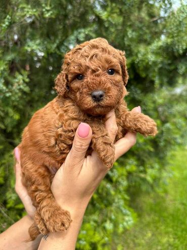 stenci labradora slike: Prelepi muski- zenske pudlice ostenjeni 28.3 2025g od crvenih