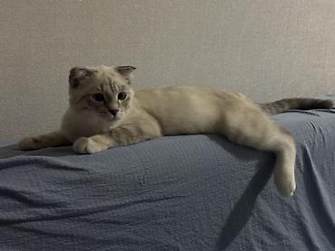 вислоухая кошка цена: Шотландский вислоухий котёнок 5 месяцев, пол женский. Аккуратная — 3