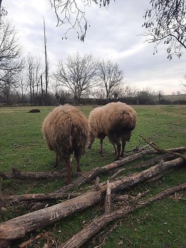 Qoyunlar, qoçlar: Şişək satılır -da lalafo.az — 7 Qoyunlar, qoçlar: Şişək satılır — 7
