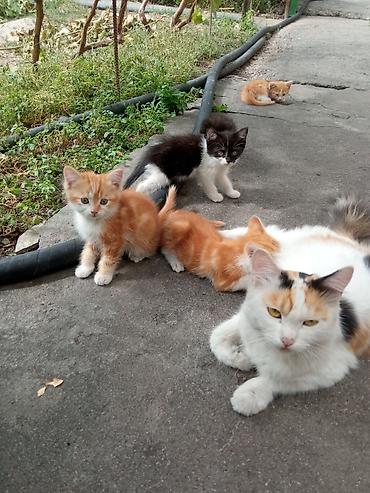сиамская кошка цена бишкек: Котята от домашней кошки - Окрас: рыжие и бело-рыжие тигровые, а — 1