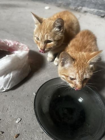 Отдам даром кошку: Кошка даром: Беспородная, 1 месяц, Мальчик, Приучена к лотку — 2