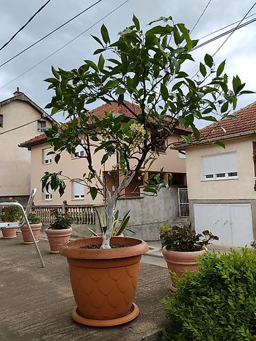 lan metraza: Limun u saksiji (citrus u cvetu) - Vrsta: limun (Citrus limon) — 1