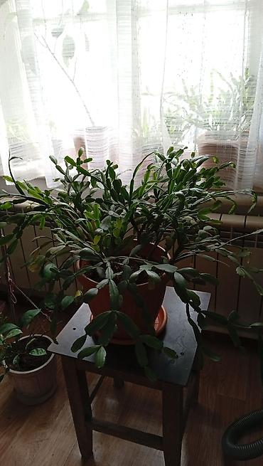 черный принц: Комнатные растения в горшках 1) Сансевиерия (Sansevieria trifasciata — 4