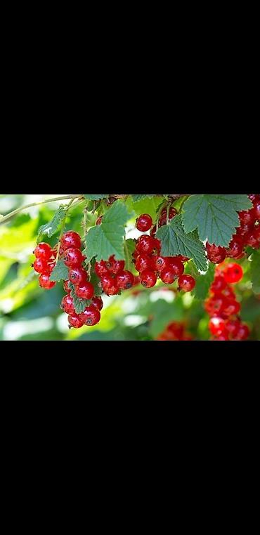 Другие декоративные деревья: Живые изгороди быстро растущие, растут до 4х метров. Сорт бархатный — 11