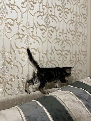 котята норвежской лесной кошки: 1 месяц, Девочка, Серый — 5