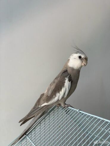 голубей птица: Дубай Корелла Ручной