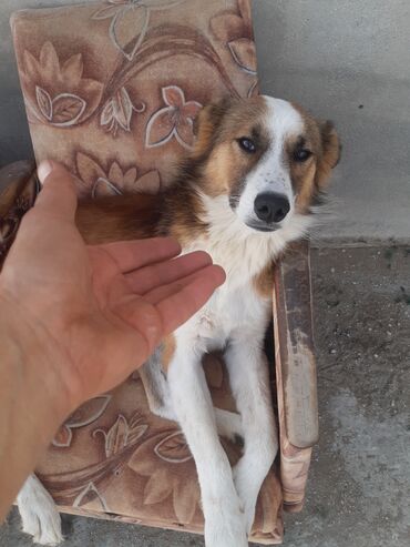 İtlər: KÖÇÜRÜK DEYƏ ÖZ İTLƏRİMDİ ETİBARLİ ƏLLƏRƏ VERİLİR SİYƏZƏNDƏN — 18