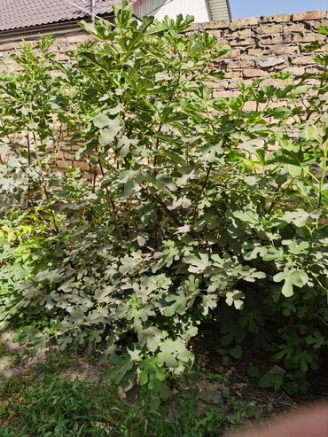 свежий инжир: Инжир два сорта ; 200-350 сомов .
Саженцы