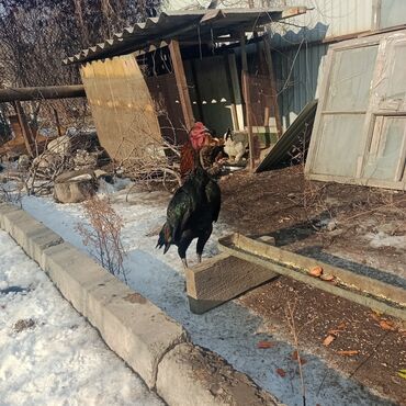 бабочки живые: А/ч жаныбарлары үчүн тоюттар