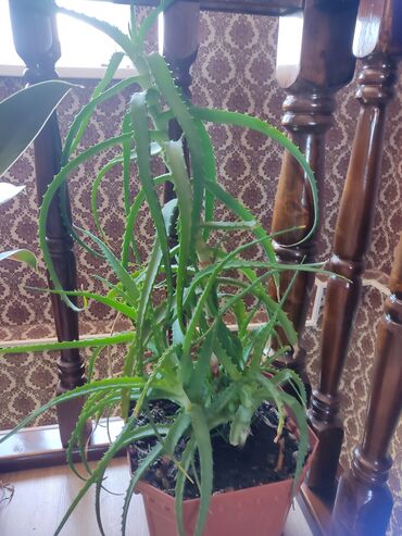 цитрусовые растения: 3жылдык