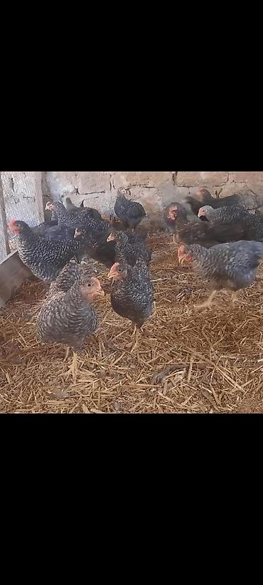 qarğa balası satılır: Toyuq cücələri, Damazlıq, Ünvandan götürmə — 3