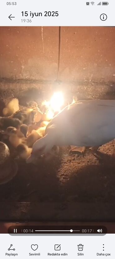 satilik inekler: 16 bala 1 ana lal ordey satılır