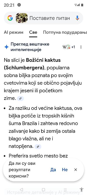 Ostale kućne biljke: Sobne i ukrasne biljke u saksijama – više vrsta - Syngonium — 28