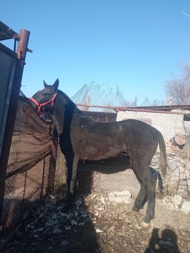 продаю коня: Лошади, кони