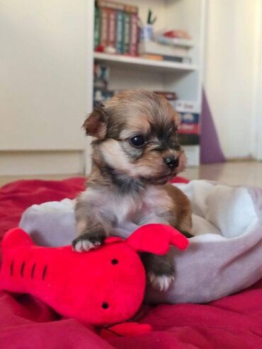 Psi: Štenci havanskog bišona šampionskog porekla iz registrovane — 1