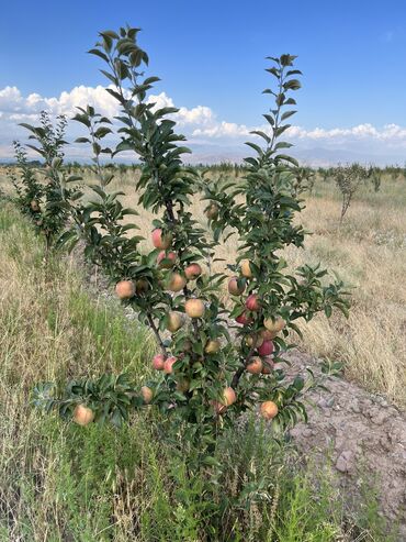 Сельхоз предприятия: Продаю Питомник растений, 1000 соток, Действующий, Без оборудования, Скважина, Холодная вода, Электричество — 5