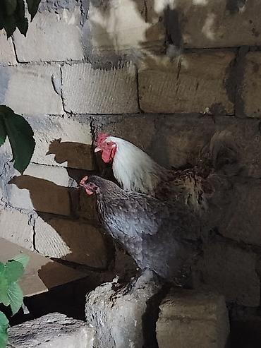 kend colpaları: Brama cütü satılır 30 manat xoruz 15 fərə barterde mümkündü fərə — 2