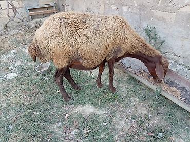 jersey cinsi: Boğaz qoyun 4ayna yetrə yetirdi hər il əkiz doğur — 3